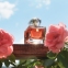 Today Tomorrow Always Radiance Avon для женщин - 1